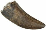 Serrated Tyrannosaur Tooth - Judith River Formation #227824-1